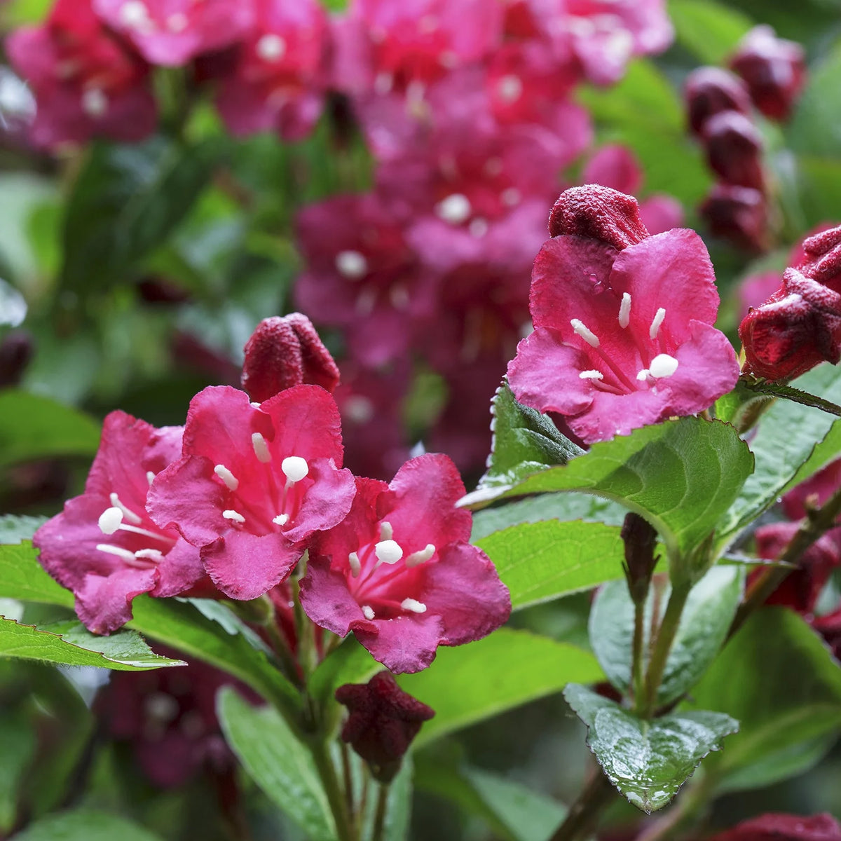 Red Prince Deciduous Flowering Shrub, 1 gallon pot U7779