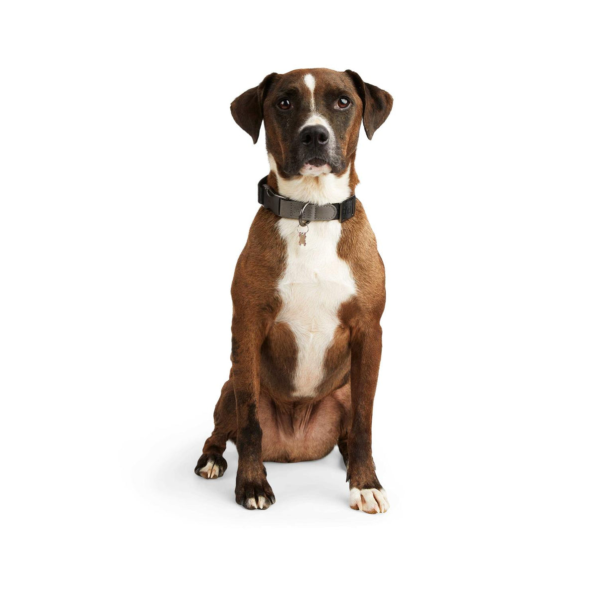 Dog Collar O5397