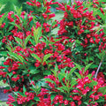 Red Prince Deciduous Flowering Shrub, 1 gallon pot U7779