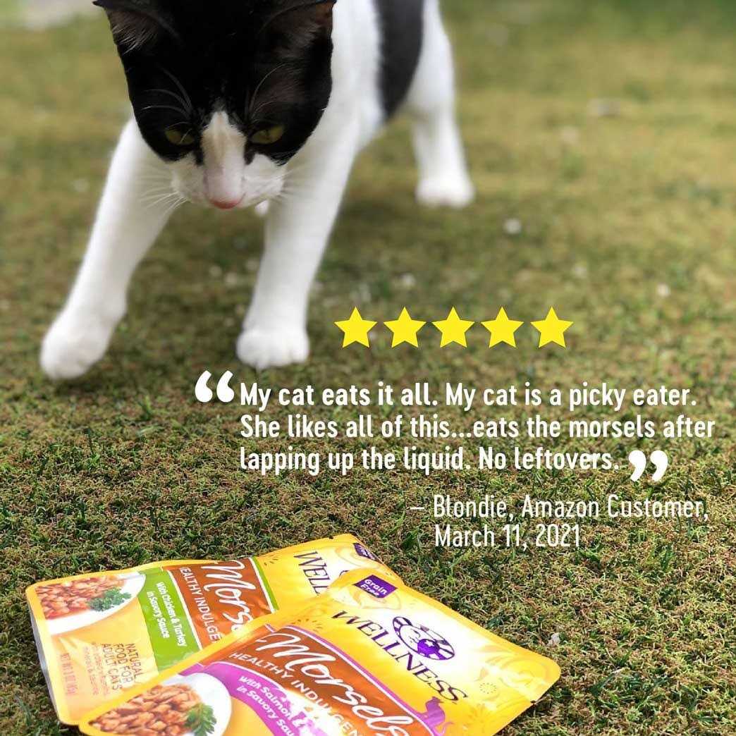 Grain Free Wet Cat Food Morsels Variety Pack B4947