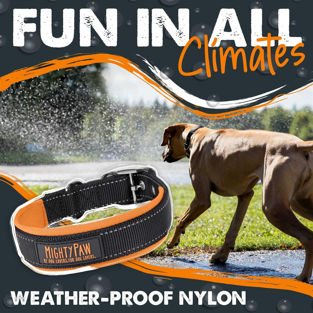 Dog Collar G67566
