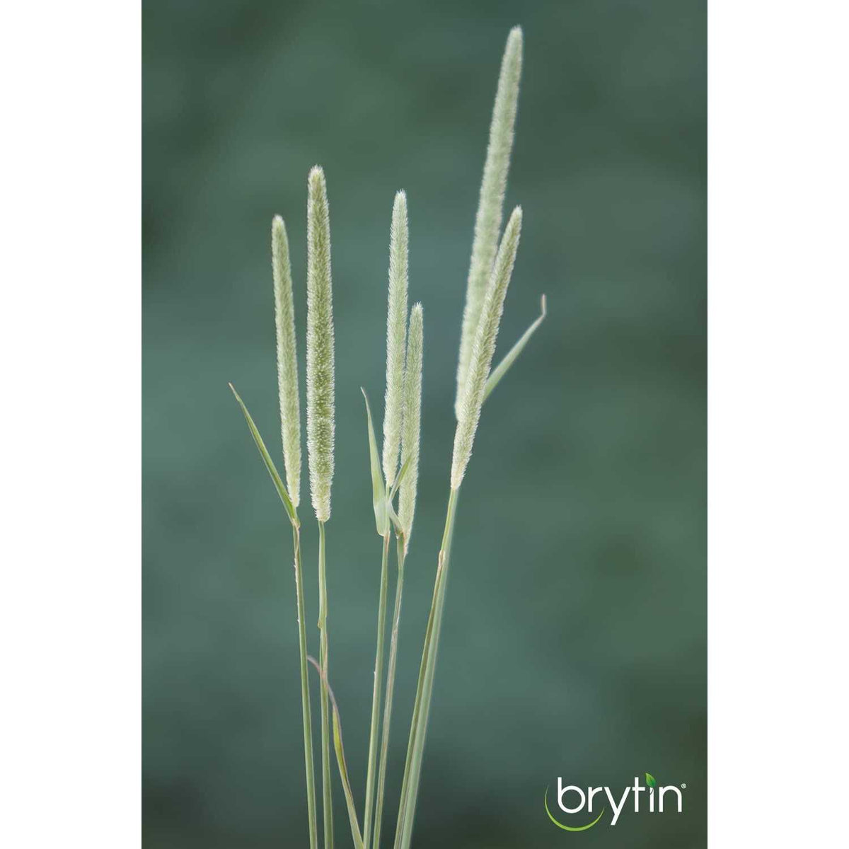 All-Natural Western Timothy Hay Chinchilla Food B834364