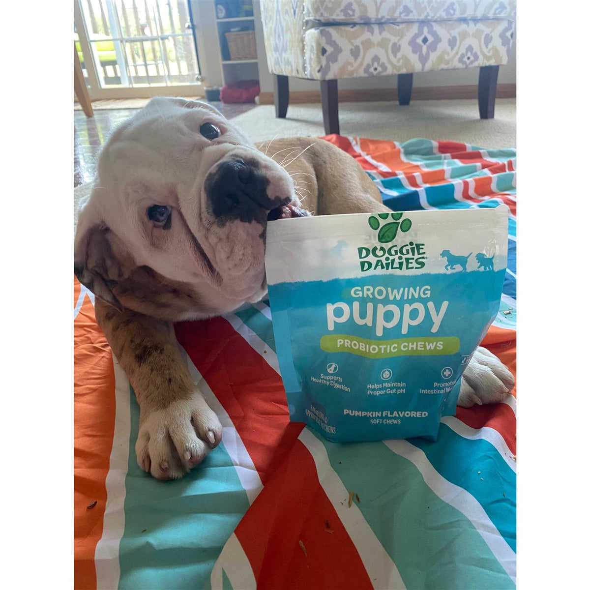 Puppy Probiotic with Digestive Enzymes Z958